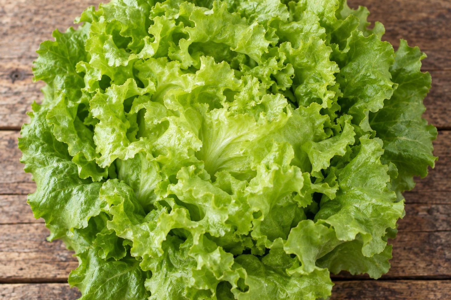 Batavia-Salat Kalorien und Nährwerte